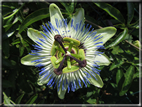 foto Fiori